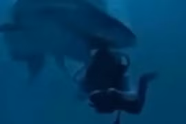 Thợ lặn thoát chết sau khi bị cá mập khổng lồ ngoạm đầu 