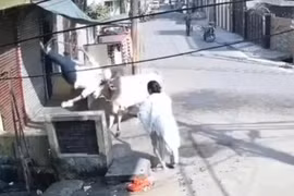 Con bò nổi điên húc văng cụ ông vì bị hất nước xua đuổi