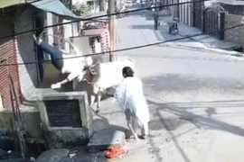 Con bò nổi điên húc văng cụ ông vì bị hất nước xua đuổi