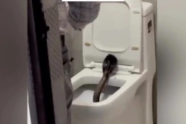 Rắn hổ mang dài 1,5m trong bồn cầu khách sạn Ấn Độ 