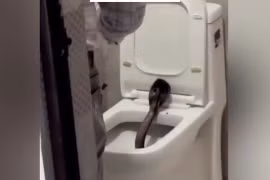 Rắn hổ mang dài 1,5m trong bồn cầu khách sạn Ấn Độ 