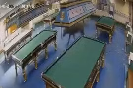 Con trâu lao ra khỏi lò mổ, chạy vào cửa hàng bida gây hỗn loạn