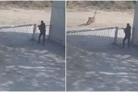 Bảo vệ thoát chết trong gang tấc khi sư tử đuổi theo chó đến cổng nhà máy