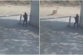 Bảo vệ thoát chết trong gang tấc khi sư tử đuổi theo chó đến cổng nhà máy