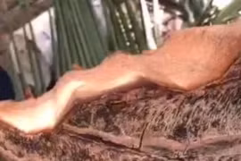 Clip "tôn bay chém đứt cây dừa" vì bão số 13: Người đăng tải lên tiếng