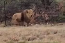 Mất hồn khi thấy sư tử nhảy khỏi xe tải đang chạy để tẩu thoát 