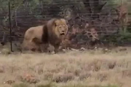 Mất hồn khi thấy sư tử nhảy khỏi xe tải đang chạy để tẩu thoát 