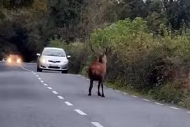 Tuần lộc ngơ ngác, bối rối khi lạc vào cung đường đầy xe hơi