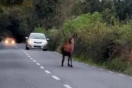 Tuần lộc ngơ ngác, bối rối khi lạc vào cung đường đầy xe hơi