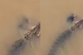 Người phụ nữ bị cá sấu kéo đi dưới nước, nhân chứng la hét bất lực