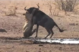 Sư tử phục kích thông minh khiến linh dương choáng váng