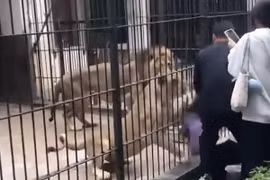 Bé gái 10 tuổi bị sư tử tấn công khi đang cho thú ăn