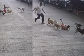 Đàn chó hoang bất ngờ tấn công cậu bé đang đi trong khu dân cư