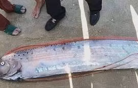 Cá “hố rồng” hiếm gặp dài gần 4m bất ngờ dạt vào bờ biển Lâm Đồng