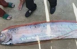 Cá “hố rồng” hiếm gặp dài gần 4m bất ngờ dạt vào bờ biển Lâm Đồng