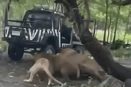 Nhân viên sở thú tử vong vì bị đàn sư tử 'xâu xé' khiến du khách kinh hoàng