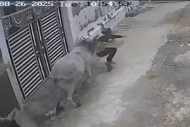 Đang đi xe máy, người đàn ông bị bò điên húc văng trên phố