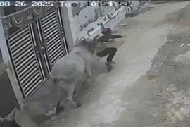 Đang đi xe máy, người đàn ông bị bò điên húc văng trên phố