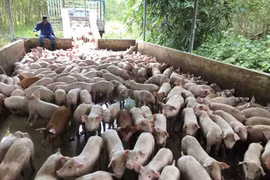 Mitraco đột phá trong sản xuất chăn nuôi