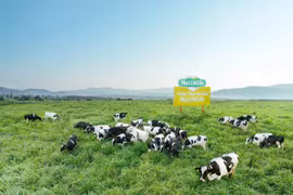 NUTIFOOD tăng đầu tư thêm 6.000 tỷ đồng mở rộng trang trại và nhà máy