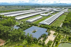 Việt Nam có thương hiệu sữa được đánh giá tiềm năng nhất toàn cầu