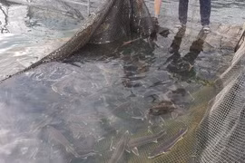 Ngược nắng, nuôi cá tầm giữa “chảo lửa” miền Trung