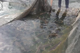 Ngược nắng, nuôi cá tầm giữa “chảo lửa” miền Trung