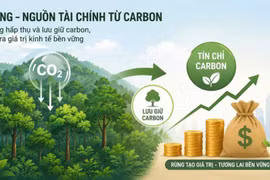 Tín chỉ carbon rừng: Động lực đổi thay đời sống người giữ rừng Nghệ An