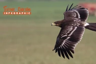 [INFOGRAPHIC] Đại bàng đen quý hiếm thế nào?
