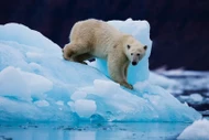 Gấu Bắc Cực 'viết lại' ADN để thích ứng với biến đổi khí hậu
