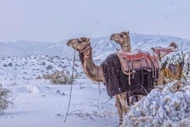 Lần đầu tiên sau 30 năm tuyết phủ trắng sa mạc Arab Saudi