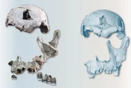 Phục dựng khuôn mặt từ hộp sọ của người Homo erectus 1,5 triệu năm tuổi