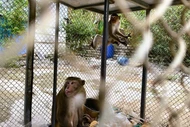 Người dân Thanh Hóa tự nguyện giao nộp 2 cá thể khỉ quý hiếm