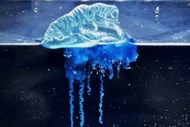 Sứa màu xanh lam xuất hiện ngoài khơi Nhật Bản, chuyên gia nói sao?
