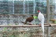 Khám phá “ngôi nhà” của gà lôi trắng và động vật quý ở Huế