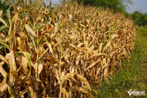 Người dân Hà Tĩnh khóc ròng giữa 'chảo lửa' 42 độ