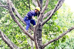 Gói thầu cây xanh tại Cần Giuộc: Kỹ thuật hay rào cản cạnh tranh?