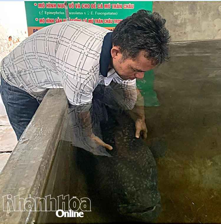 Nuôi vỗ cá mú bố mẹ tại Khánh Hòa. gen-h-ca-mu-20250710164037-copy-20250711194820.jpg
