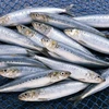 Loại cá quen mặt, giá vài chục nghìn/kg, bất ngờ vào top tốt nhất thế giới