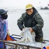 Loài hải sản nổi đầy mặt biển giúp ngư dân Thanh Hóa kiếm tiền triệu mỗi ngày
