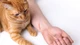 Bệnh dại từ chó mèo đừng để kỳ nghỉ hè thành bi kịch