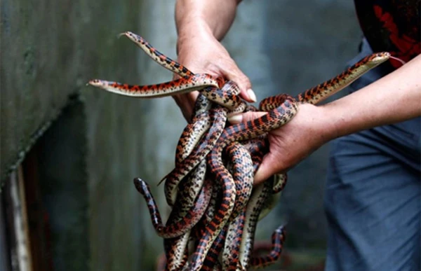 Cuộc sống ở làng rắn nổi tiếng nhất Trung Quốc