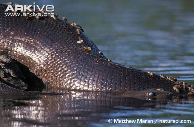 Mãng xà ăn thịt người - quái vật hung bạo nhất hành tinh