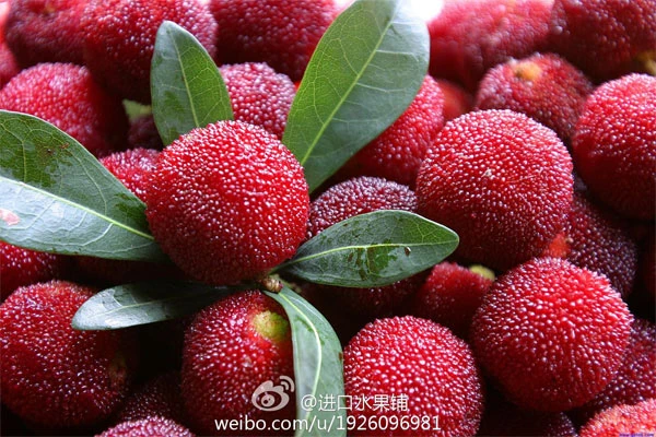 Sự thật về quả thanh mai rừng khiến bà nội trợ yên tâm