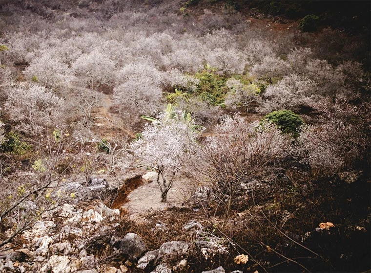 Hoa mơ trắng tinh khiết tạo cảnh thần tiên ở Mộc Châu