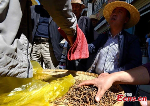 Cận cảnh phố Tây Tạng bán đông trùng hạ thảo như bán rau