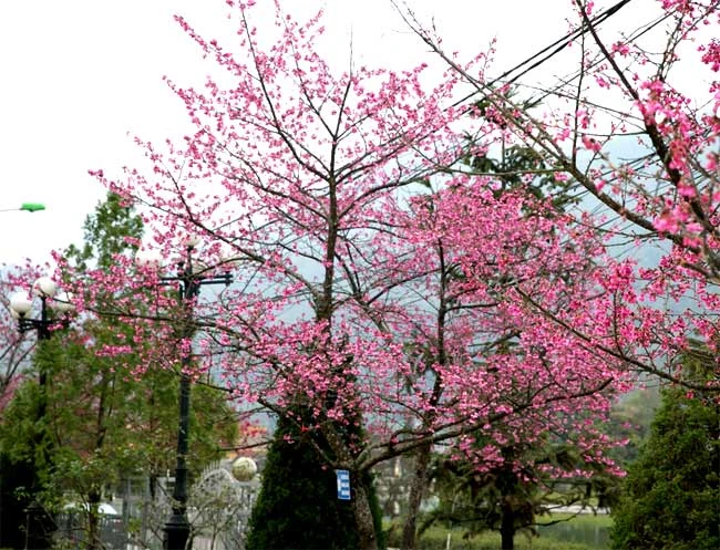 Hoa anh đào nở rộ ở Sa Pa làm ngẩn ngơ du khách