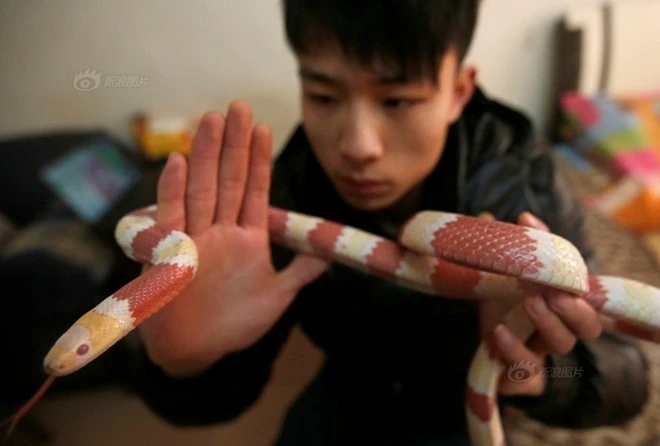 Dân mạng rùng mình với đàn rắn độc cưng của trai 9X