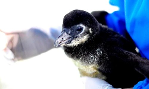 Chim cánh cụt đầu tiên chào đời tại Việt Nam