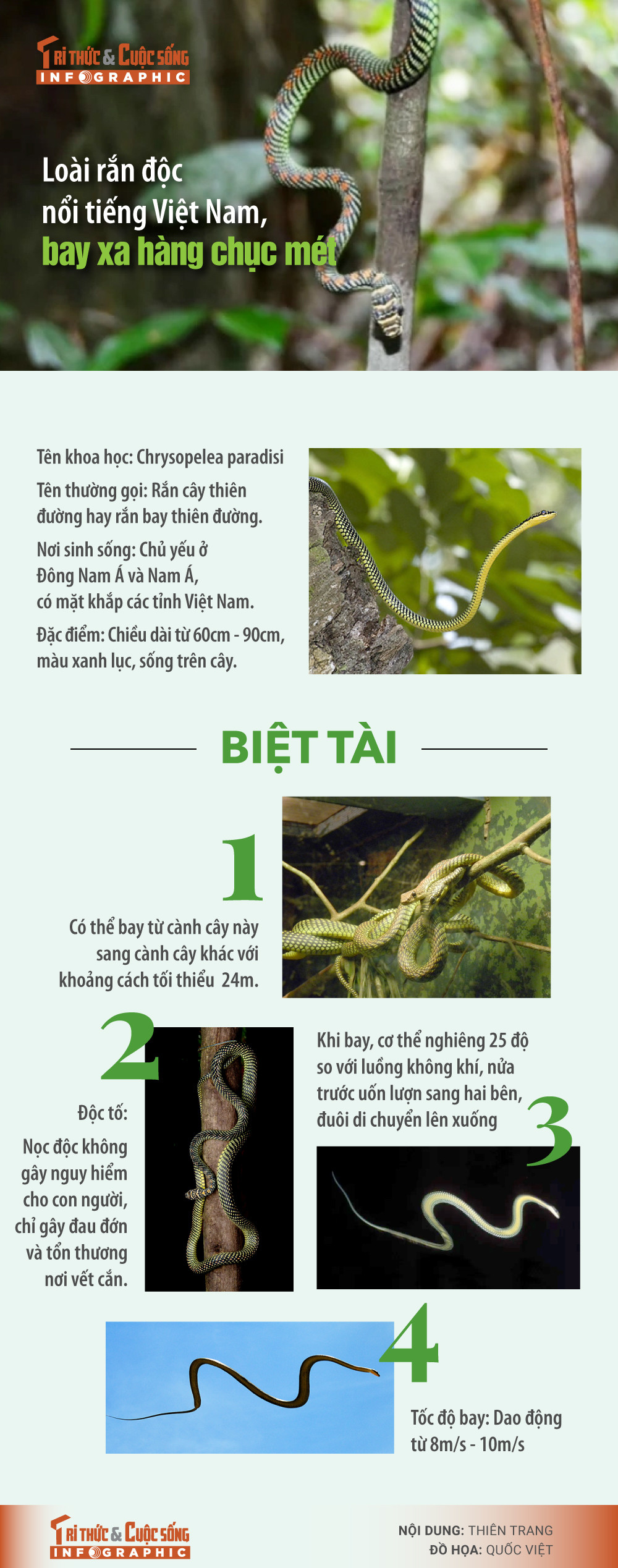 [INFOGRAPHIC]: Loài rắn độc nổi tiếng Việt Nam, bay xa hàng chục mét ...